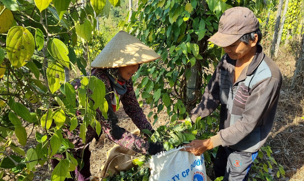 Giá tiêu ngày 7/5 tiếp tục đi ngang, cao nhất 69.000 đồng/kg.