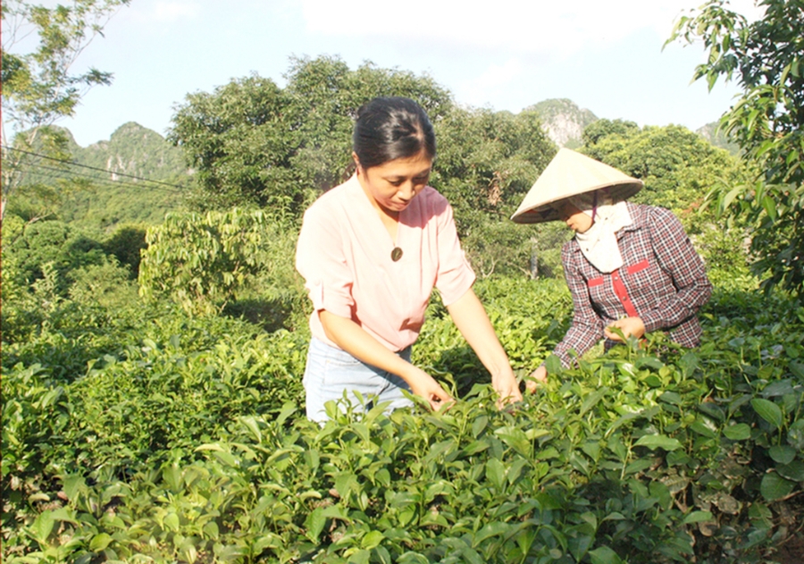 Các vùng chè VietGAP đang là một lợi thế để Đông Sơn hút khách trải tham quan (Ảnh TL).