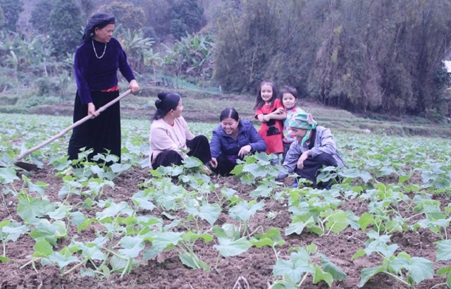 Phụ nữ thôn Nà Vuồng (xã Yên Phong) phát triển mô hình trồng rau hàng hóa.
