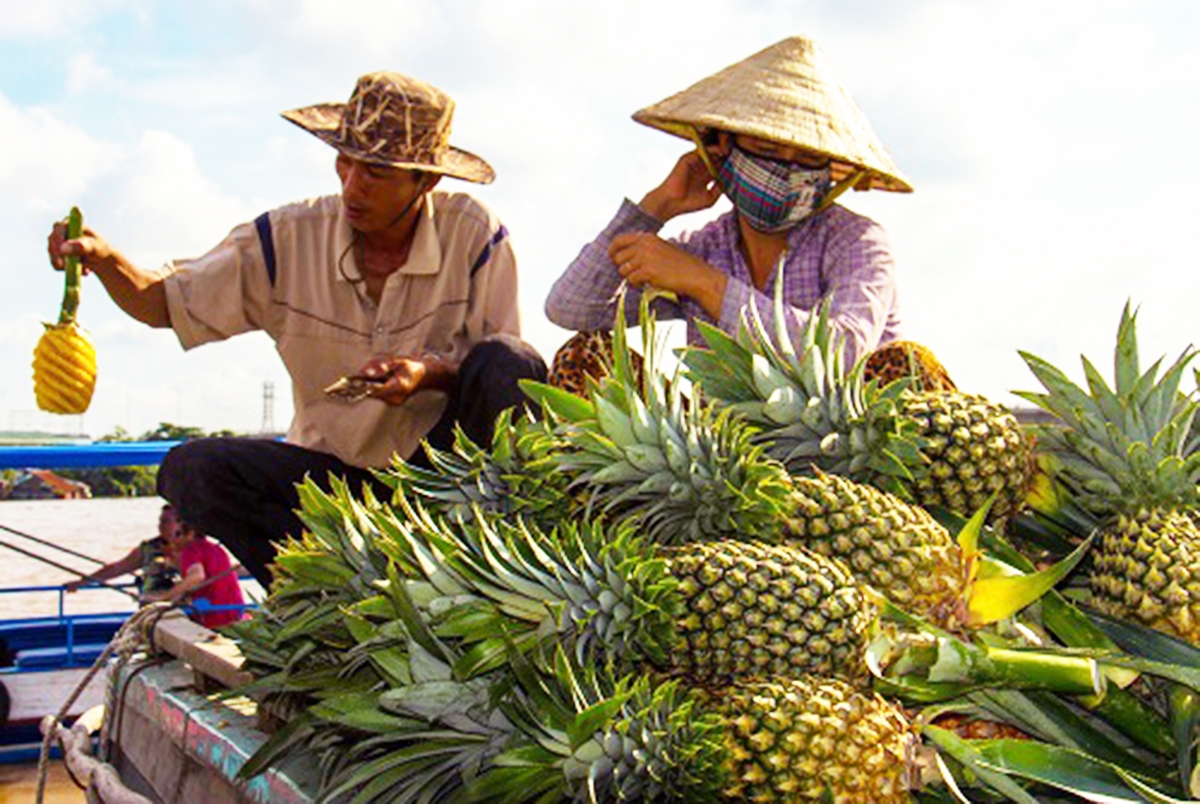 Cây dứa sẽ được hỗ trợ phát triển theo hướng hiện đại để đảm bảo hiệu quả bền vững (Ảnh TL).