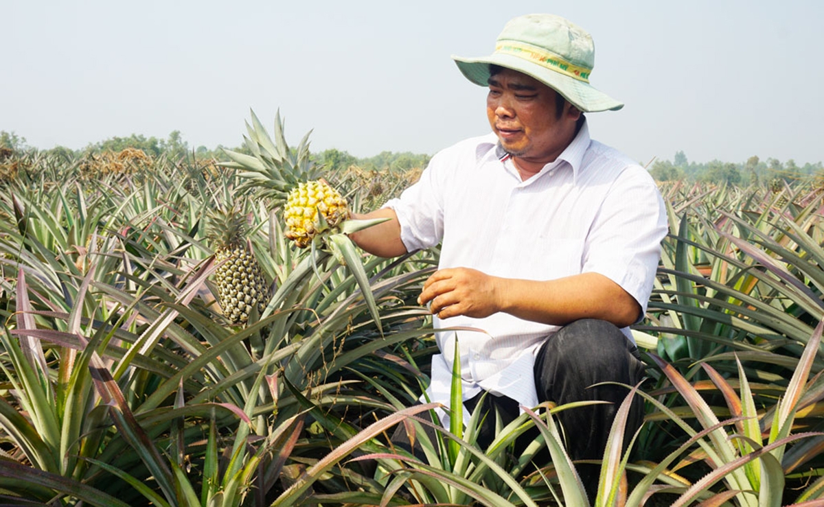 Dứa đang thích nghi tốt, cho giá trị cao trên đồng đất xã Thạnh Lợi (Ảnh TL).