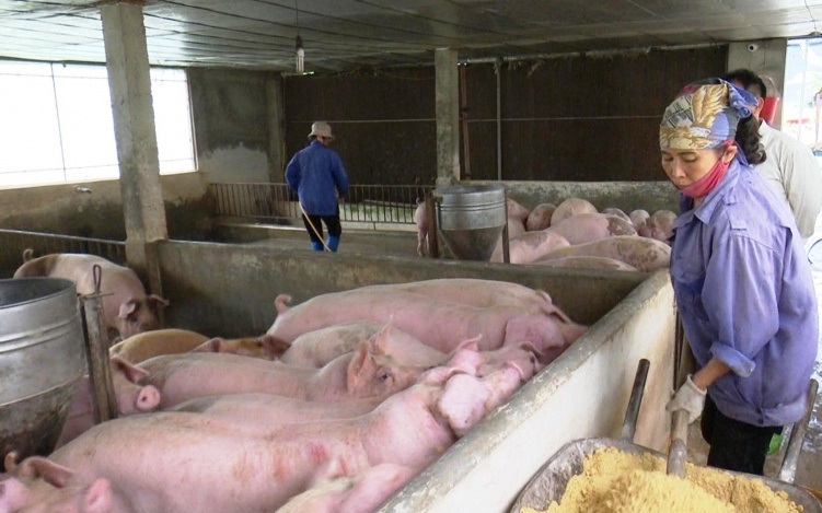 Để hạn chế chi phí, HTX đã chủ động sản xuất thức ăn cho lợn từ nguồn ngô địa phương.