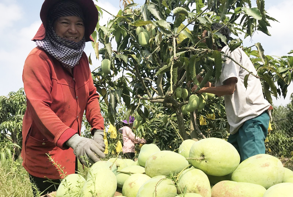 Các HTX đang ghi dấu ấn đậm nét trong phát triển sản xuất nông nghiệp theo hướng liên kết ở Cờ Đỏ.