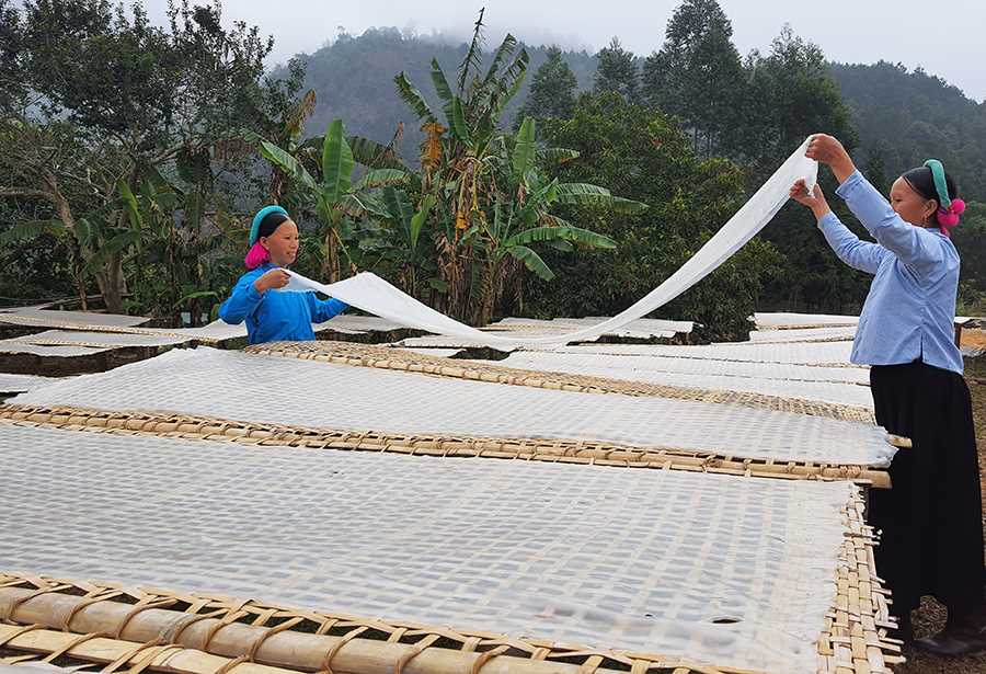Phụ nữ người Sán Chỉ đã trở thành nguồn lao động chính trong các HTX, đơn vị sản xuất miến.