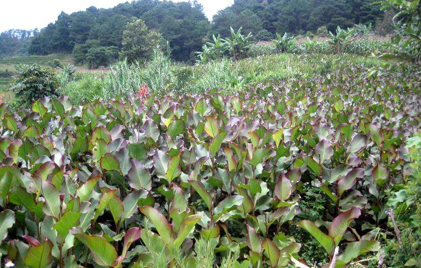 Diện tích cây dong riềng được quy hoạch trồng mở rộng là tiền để để HTX và các đơn vị mở rộng sản xuất sản phẩm miến dong Bình Liêu.