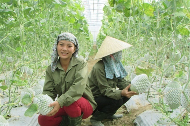 Trồng dưa lưới trong nhà màng là hướng đi hiệu quả giúp thích ứng với biến đổi khí hậu.
