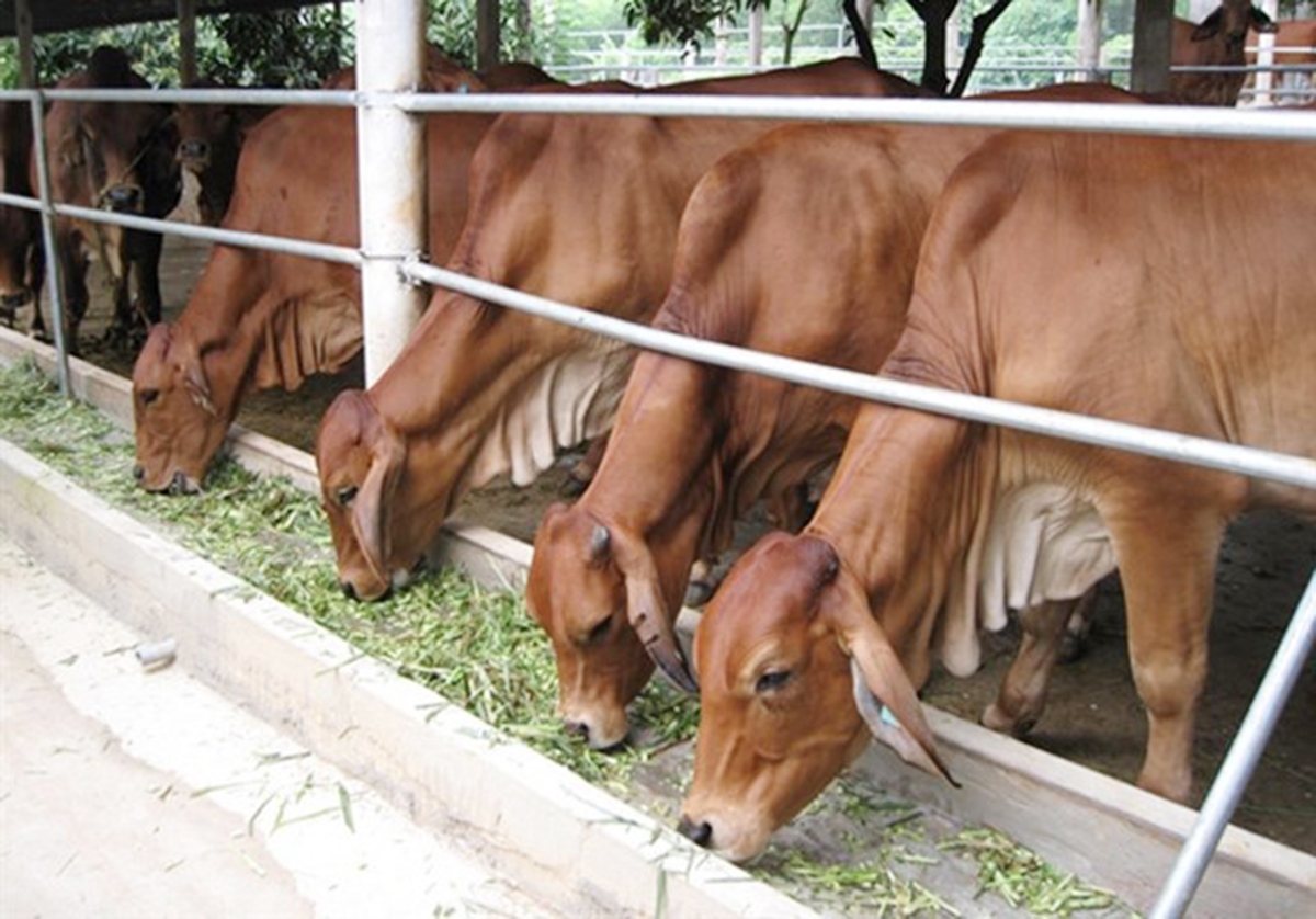 Với giá trị cao, mô hình nuôi bò nhốt chuồng sẽ tiếp tục được xã nhân rộng (Ảnh TL).