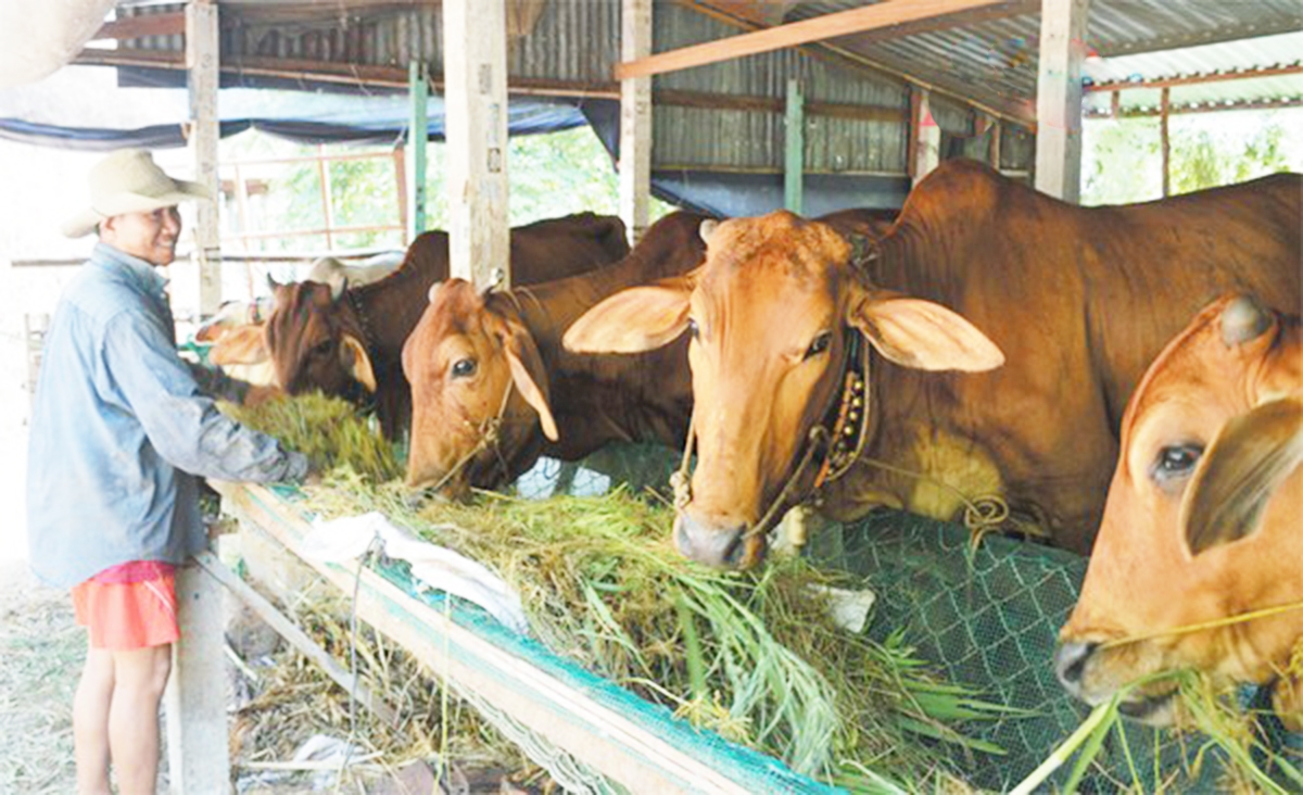 Nuôi bò nhốt chuồng ở Cam Tuyền đang cho giá trị kinh tế cao (Ảnh TL).