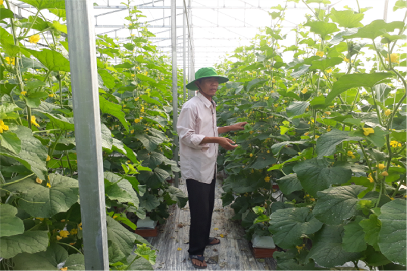Thành viên HTX thụ phấn cho cây dưa lưới.