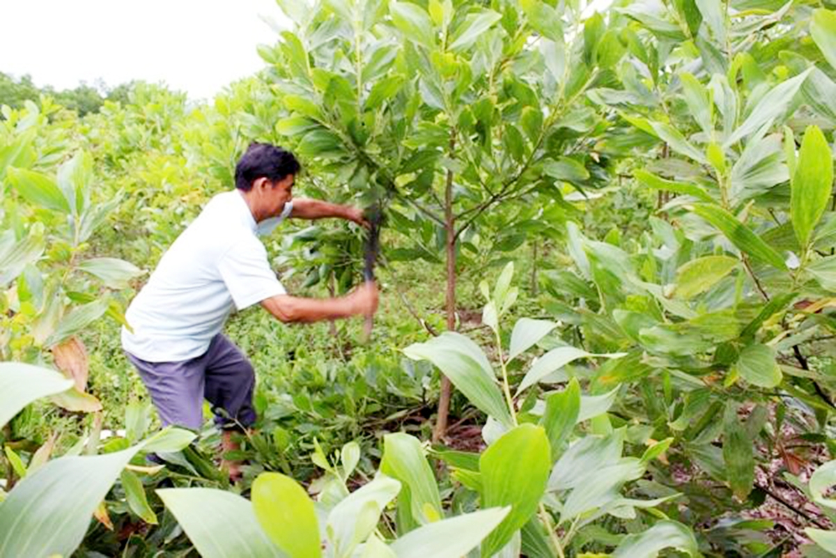 Huyện sẽ tiếp tục đẩy mạnh nguồn lực hỗ trợ người dân phát triển kinh tế.