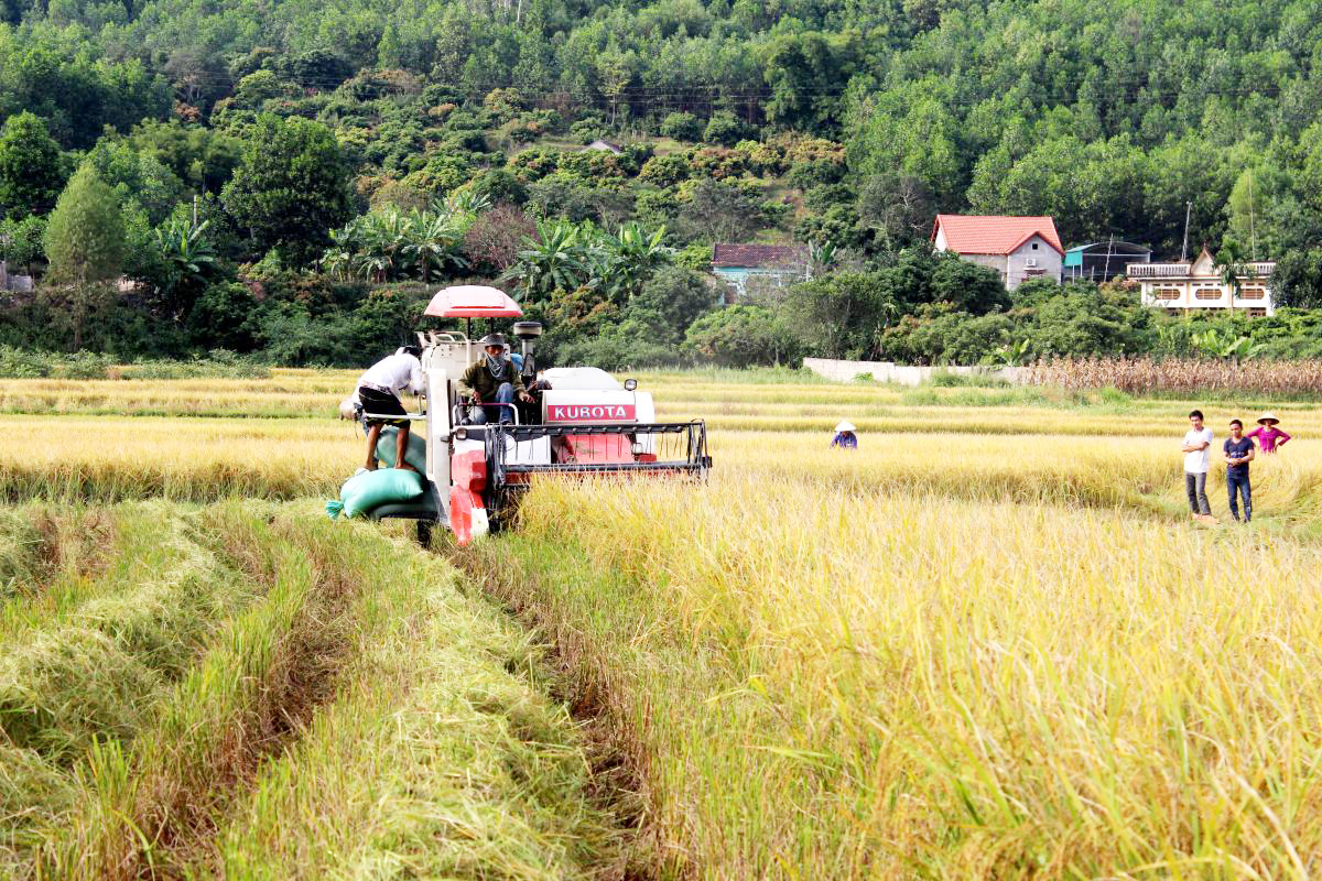 Các nguồn lực hỗ trợ phát huy hiệu quả giúp kinh tế-xã hội huyện Sơn Động chuyển biến tích cực.