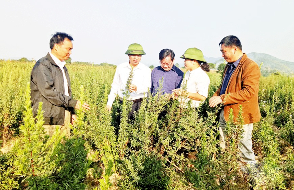 Dược liệu đang là cây thế mạnh của huyện, được các HTX liên kết phát triển, nâng cao giá trị.