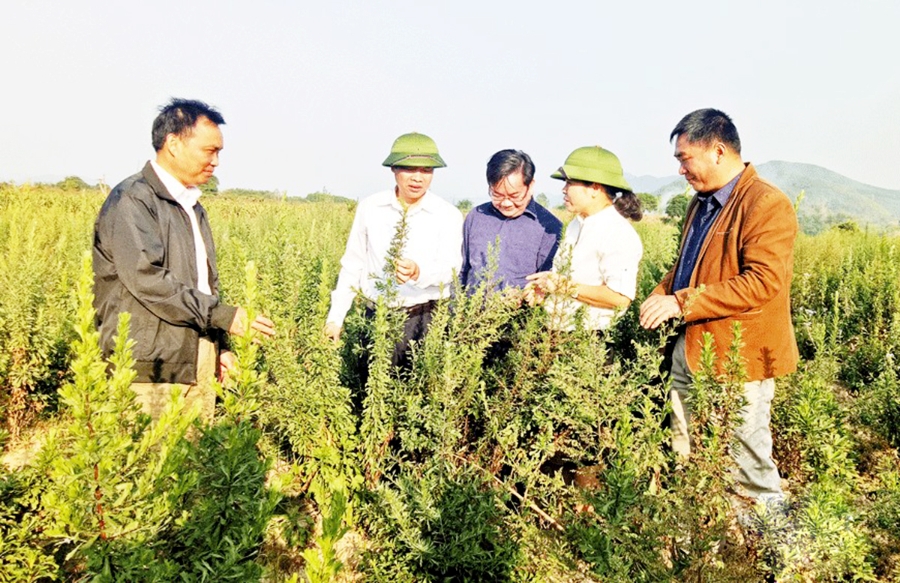 Dược liệu đang là cây thế mạnh của huyện, được các HTX liên kết phát triển, nâng cao giá trị.