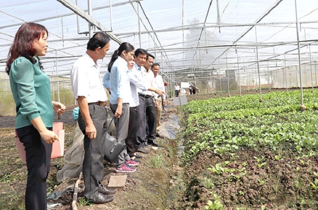 Trồng rau trong nhà màng giúp nâng cao hiệu quả kinh tế, giảm ô nhiễm môi trường.