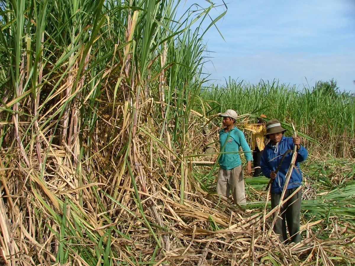 Nỗi lo đường phá giá từ Thái Lan chưa giảm, ngành mía đường lại đau đầu khi đường từ nhiều nước ASEAN tràn vào.