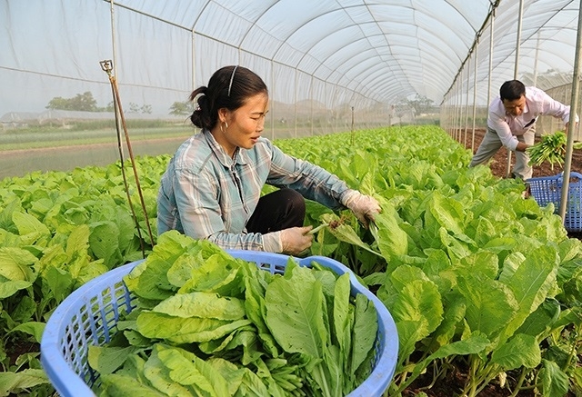 Trồng rau trong nhà lưới cho năng suất và chất lượng cao hơn trồng rau thông thường.