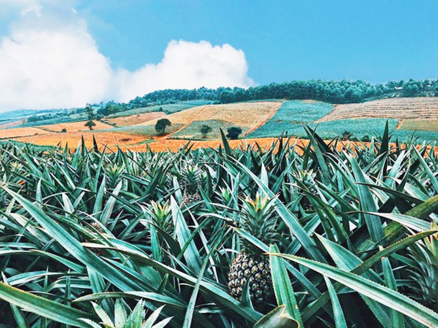 Không chỉ cho giá trị kinh tế cao, các vựa dứa ở Tam Điệp có tiềm năng phát triển du lịch sinh thái nhờ sản xuất sạch (Ảnh TL).