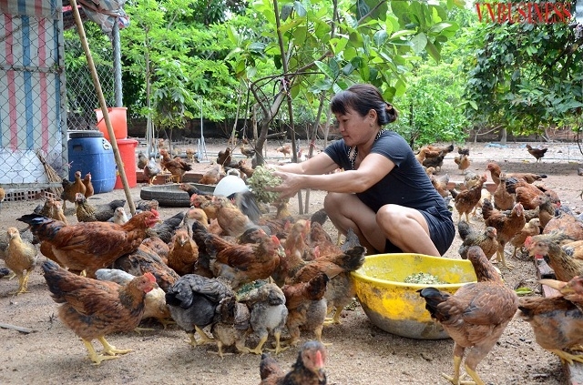 Phát triển chuỗi sản xuất nuôi gà thương phẩm giúp cải thiện đời sống đồng bào dân tộc vùng cao