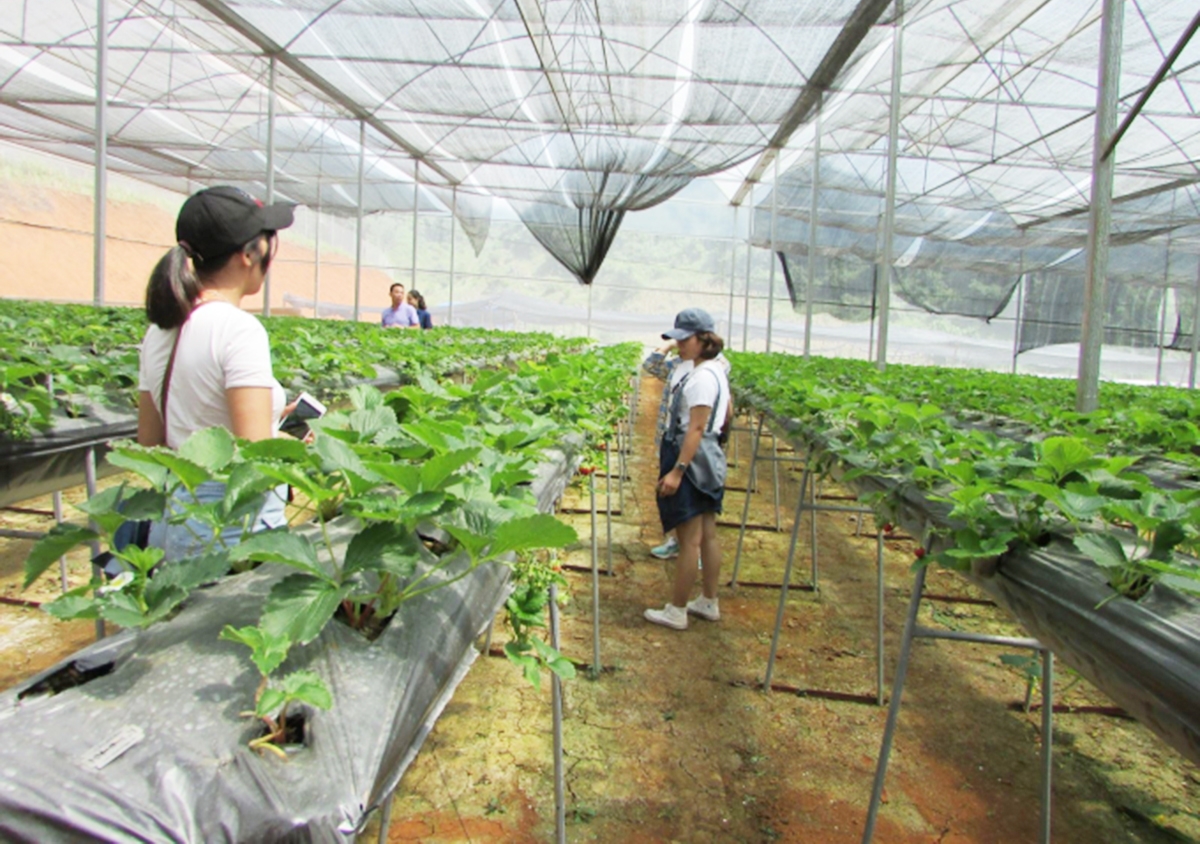 HTX Nà Sản đang có thành công ấn tượng với mô hình nông nghiệp sinh thái (Ảnh TL).