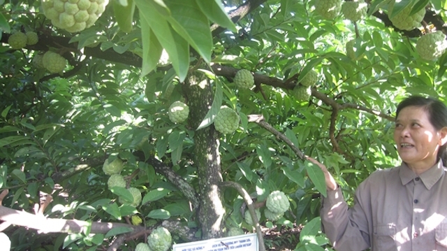 Quả na Thanh Sơn được nhiều người tiêu dùng đón nhận, giá bán 40.000 - 50.000 đồng/kg tại vườn.
