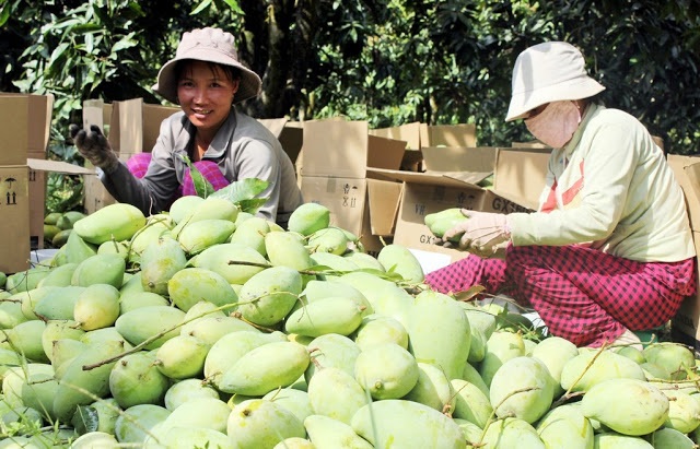Xoài được thu mua với số lượng lớn để phục vụ xuất khẩu sang Trung Quốc.