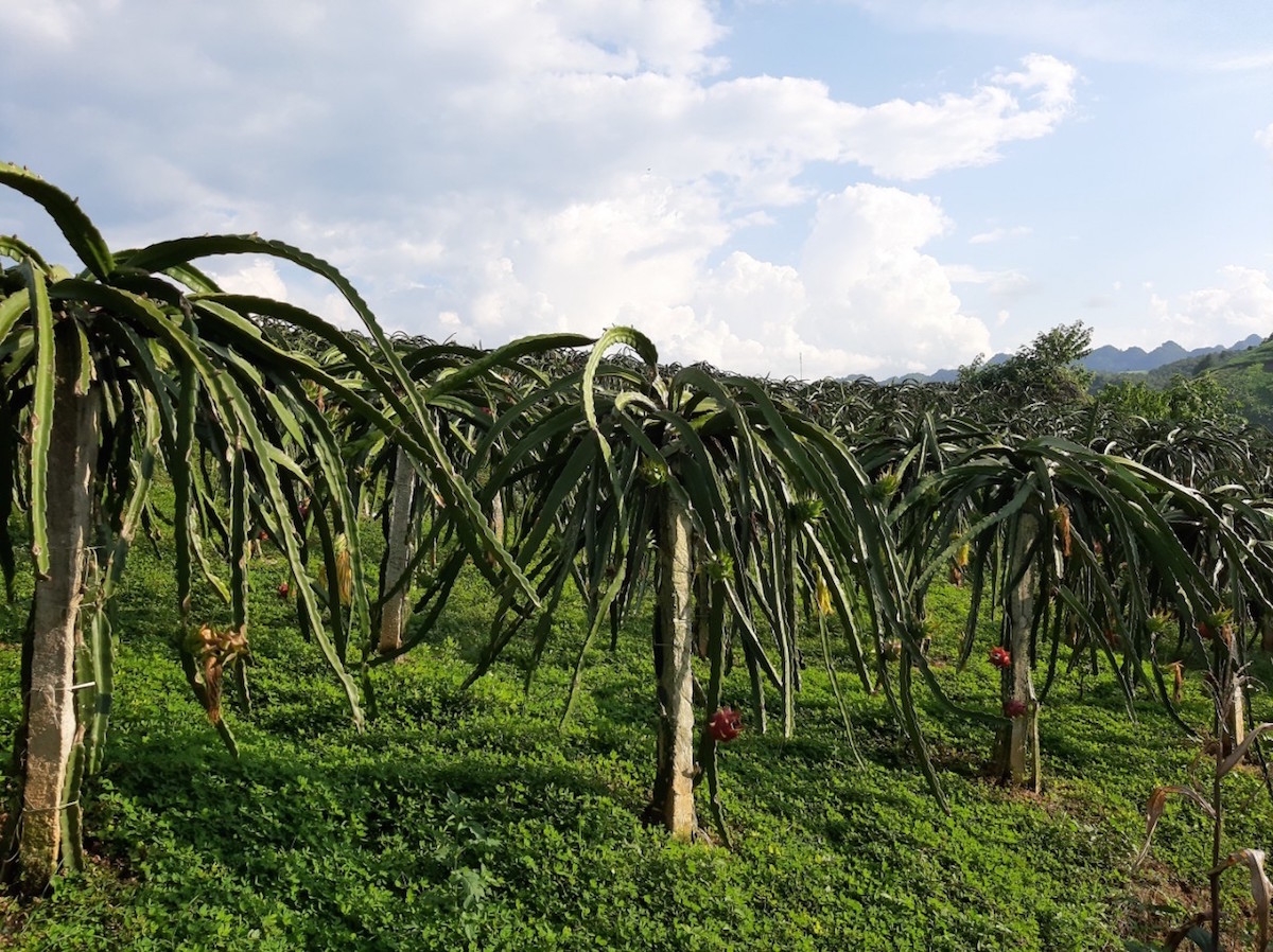 Thanh long Sơn La được sản xuất theo quy trình hữu cơ.