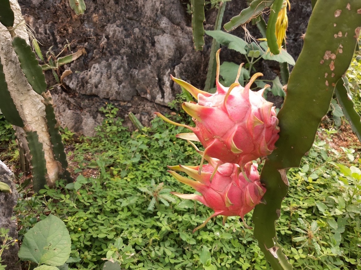 Trái thanh long Sơn La được trồng giữa đồi núi.