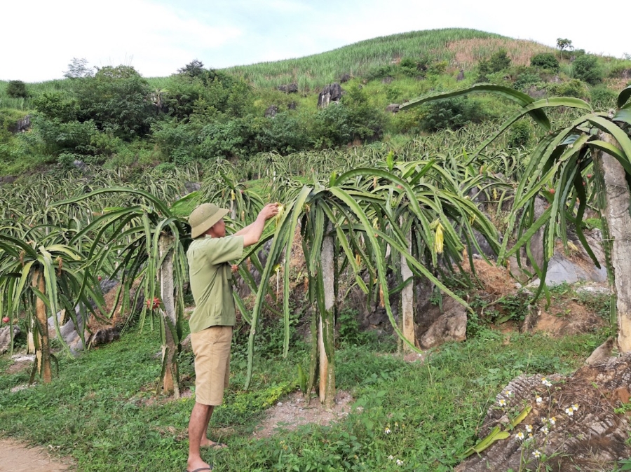 Những cây thanh long vươn mình ở địa hình hiểm trở.