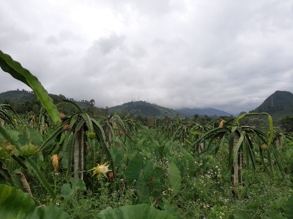 Cây thanh long đã dần trở nên quen thuộc với đồng bào dân tộc thiểu số ở nhiều địa phương của Sơn La.