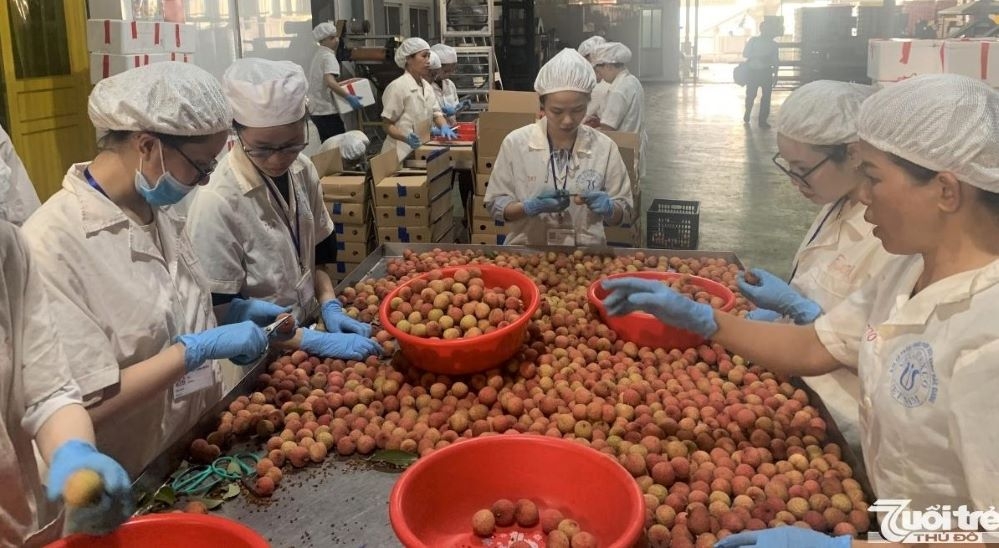 Nhật Bản chính thức ủy quyền giám sát xuất khẩu vải thiều cho Việt Nam (Ảnh: Int)