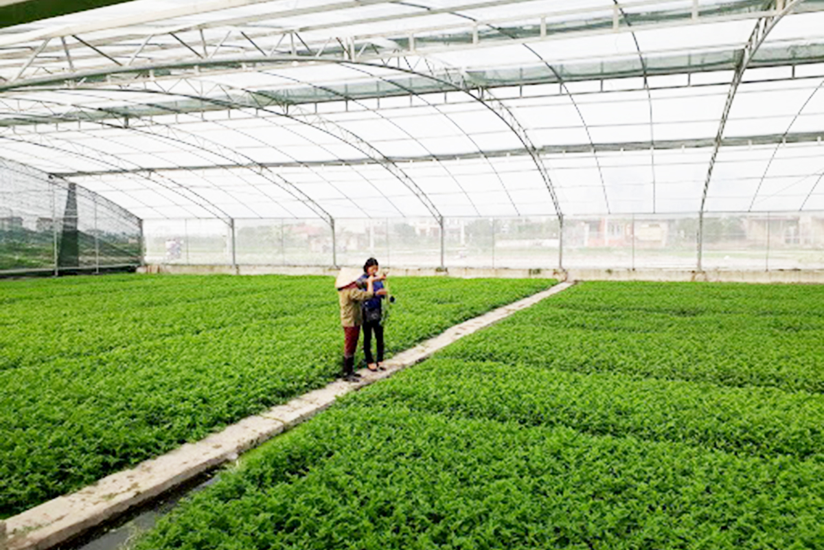 Khu nhà lưới công nghệ cao phục vụ trồng rau cần và rau muống của HTX (Ảnh TL).