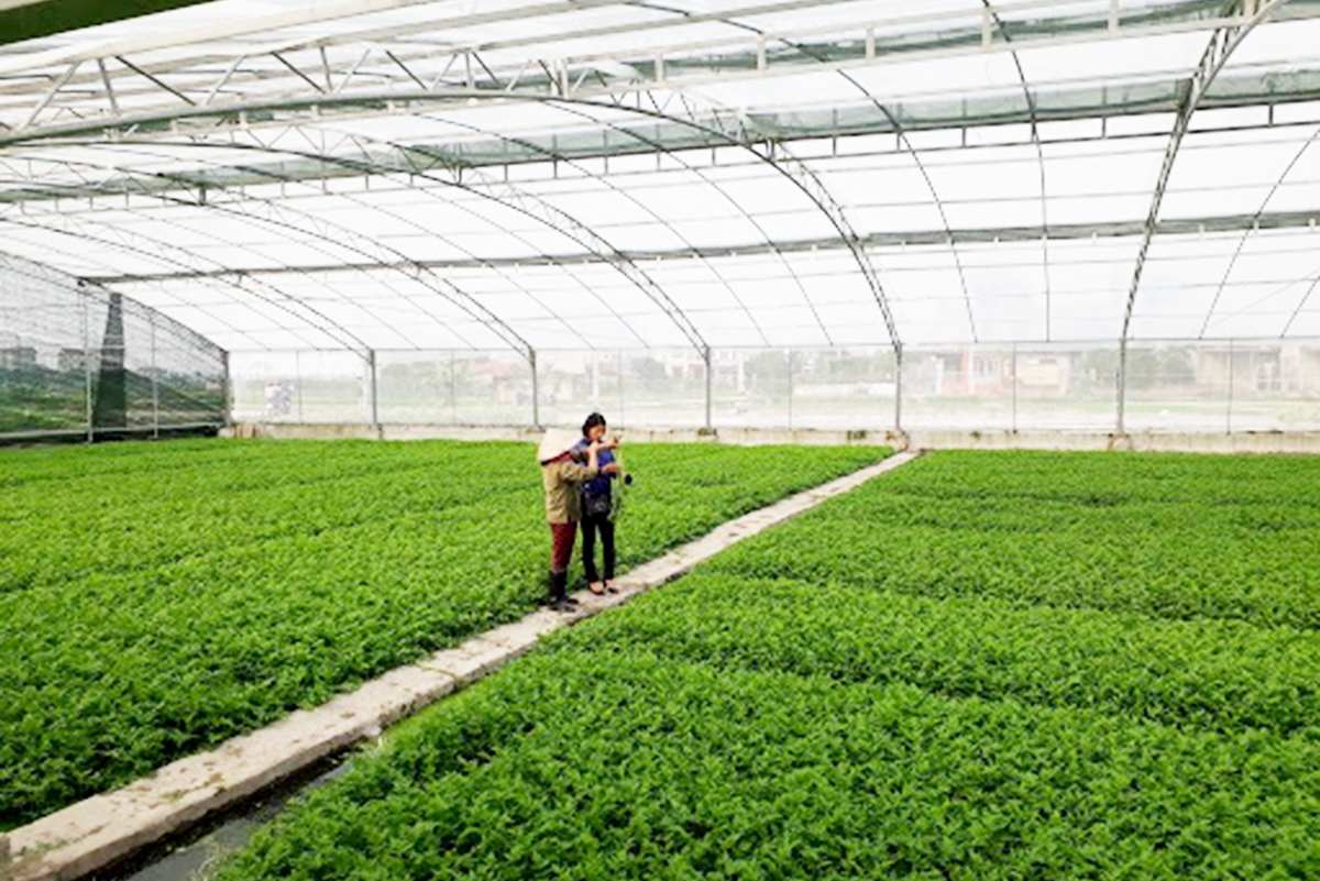 Khu nhà lưới công nghệ cao phục vụ trồng rau cần và rau muống của HTX (Ảnh TL).