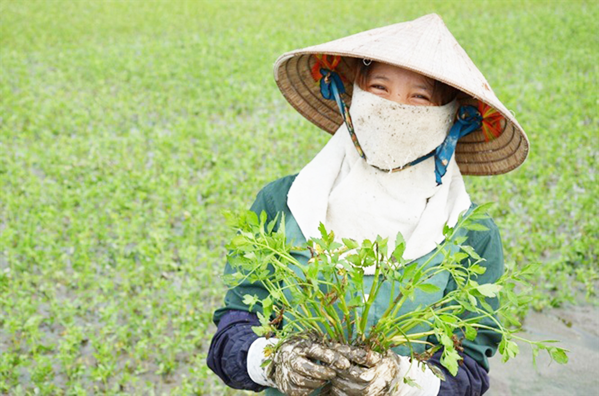 HTX sẽ chú trọng chế biến, đóng gói để nâng tầm thương hiệu cho sản phẩm (Ảnh TL).