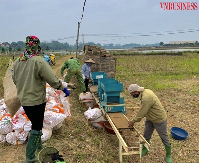 Ban giám đốc HTX hướng dẫn nông dân xã Đông Yên, huyện Quốc Oai làm mạ khay.