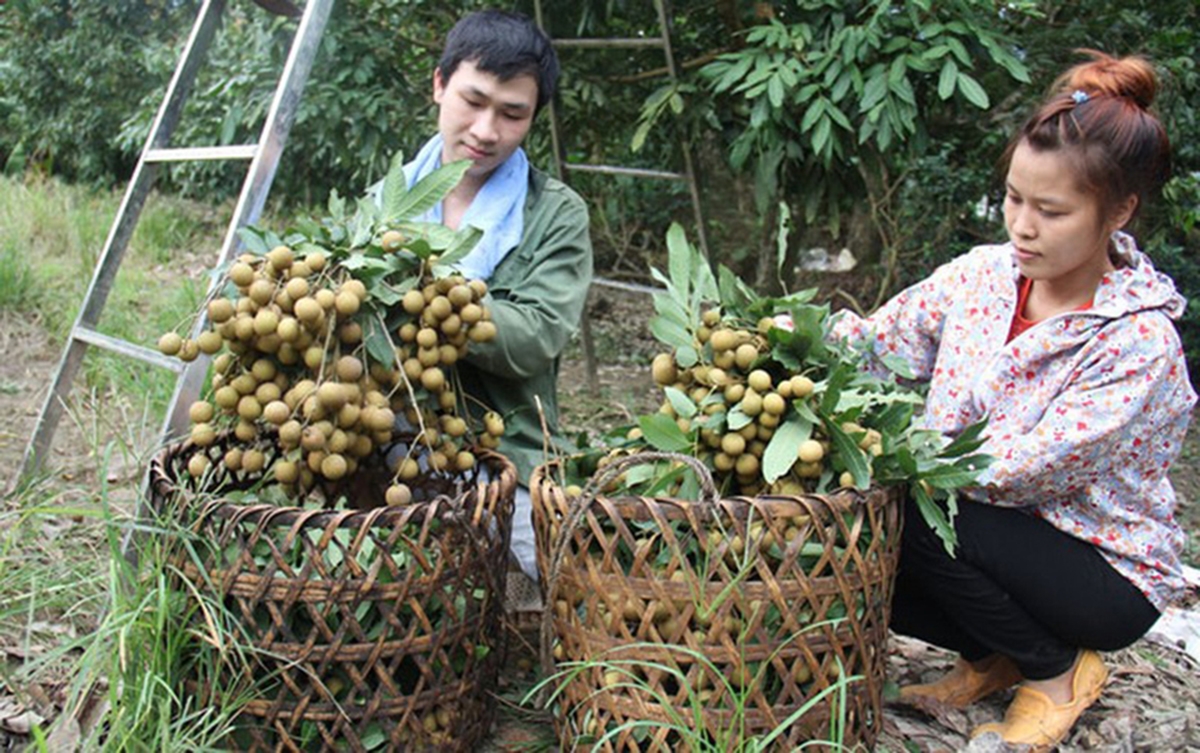 Cây ăn quả đang cho giá trị sản xuất hàng trăm triệu đồng ha/năm ở Phúc Thuận (Ảnh TL).