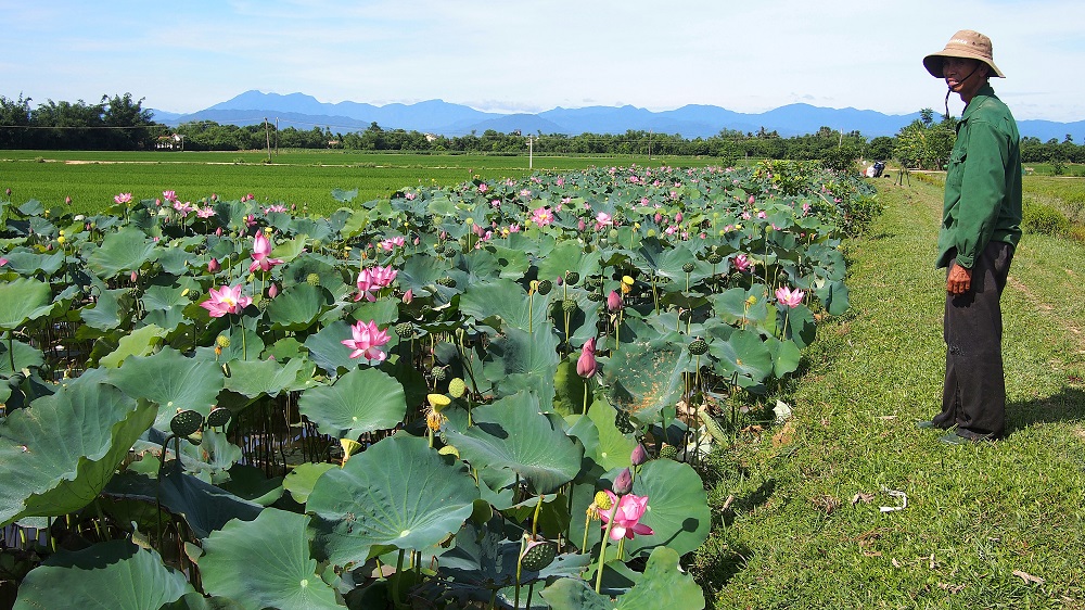 Trồng sen là một trong những hướng phát triển kinh tế ở xã Phan Thanh nhưng cần có HTX đứng lên dẫn dắt người dân sản xuất theo chuỗi.