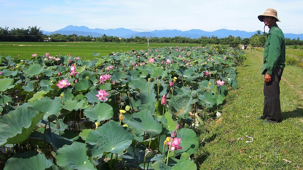 Trồng sen là một trong những hướng phát triển kinh tế ở xã Phan Thanh nhưng cần có HTX đứng lên dẫn dắt người dân sản xuất theo chuỗi.