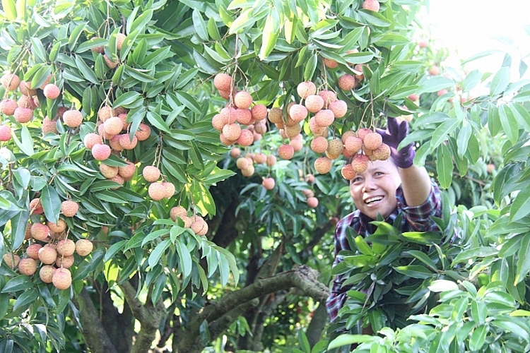 Thị trường tiêu thụ vải thiều đã được các địa phương tính toán, gỡ khó.