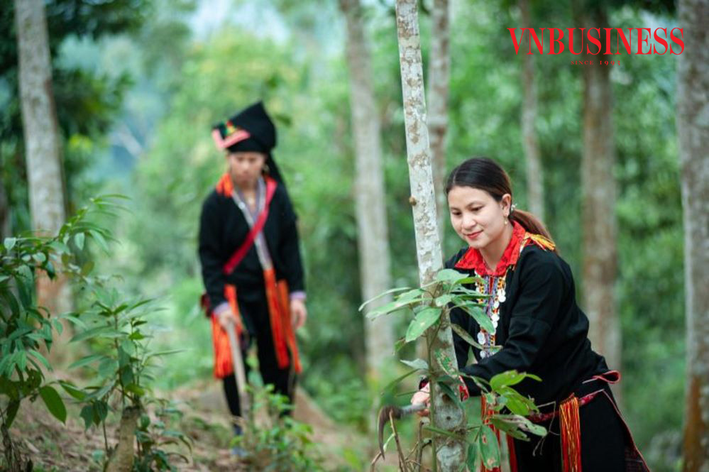 Chị Đặng Thị Diện đang chăm sóc vườn quế.