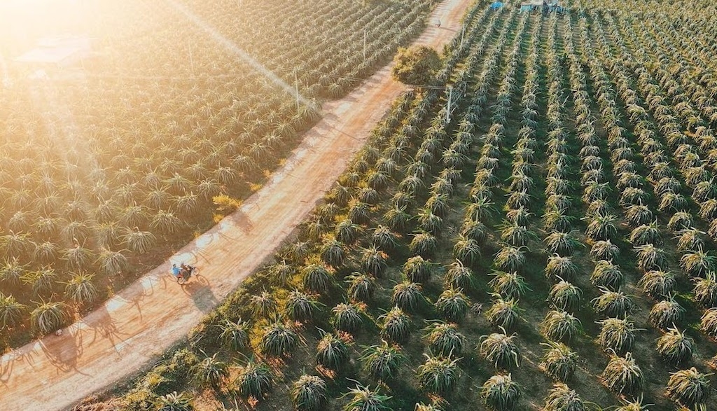 Mạnh dạn chuyển đổi từ cây trồng kém hiệu quả sang thanh long đã giúp làng Chăm xã Xuân Hưng hoàn toàn “thay da, đổi thịt”.