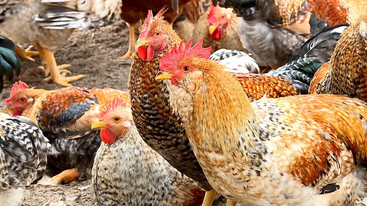 Gà bản Đầm Hà có bộ lông rất sặc sỡ.