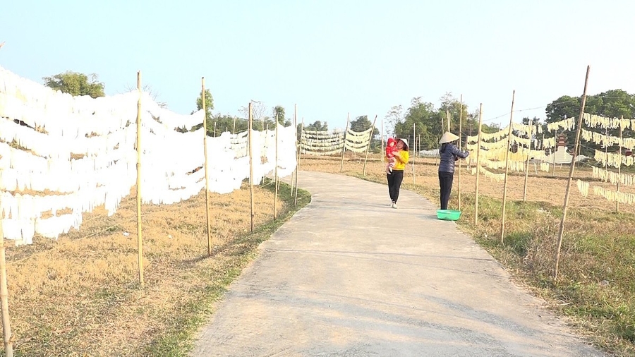 Củ cải Đầm Hà luôn được người tiêu dùng đánh giá cao.