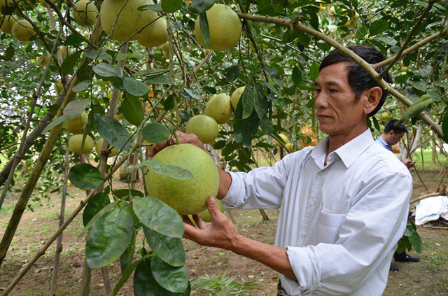 Ông Nguyễn Minh Mạch, Giám đốc HTX Sản xuất và kinh doanh bưởi Chí Đám kiểm tra vườn bưởi trước khi thu hoạch.