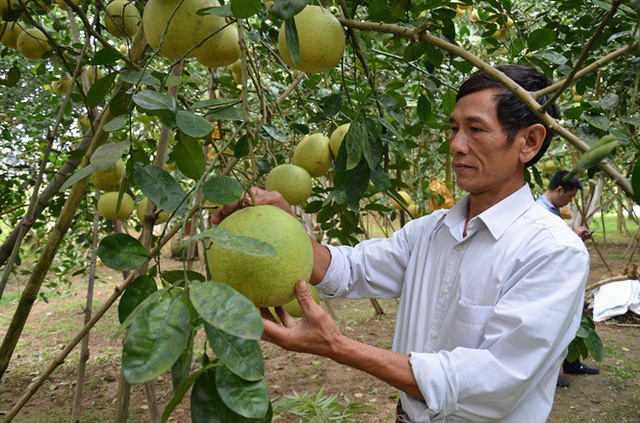 Ông Nguyễn Minh Mạch, Giám đốc HTX Sản xuất và kinh doanh bưởi Chí Đám kiểm tra vườn bưởi trước khi thu hoạch.