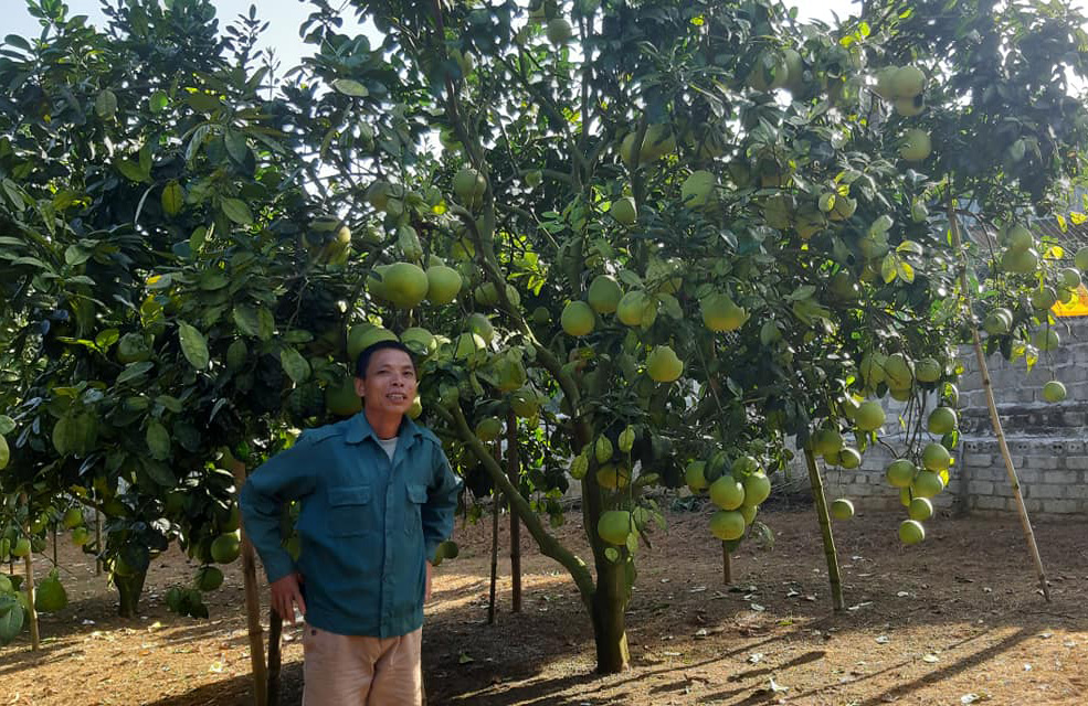 Vườn bưởi của HTX Công nghệ cao Đoan Hùng cho năng suất và hiệu quả năm sau cao hơn năm trước.