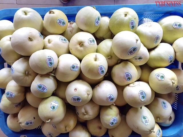 Dưa lê siêu ngọt Đông Xuân được gắn tem truy xuất nguồn gốc trước khi cung cấp ra thị trường.