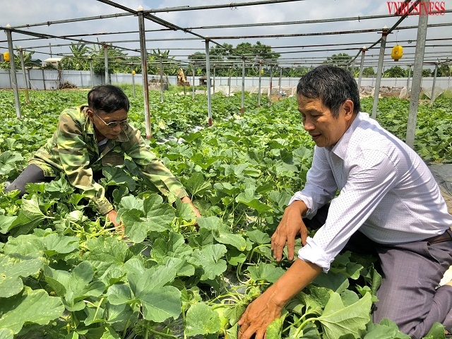 Ban giám đốc HTX đi thăm và kiểm tra quy trình sản xuất của các thành viên.