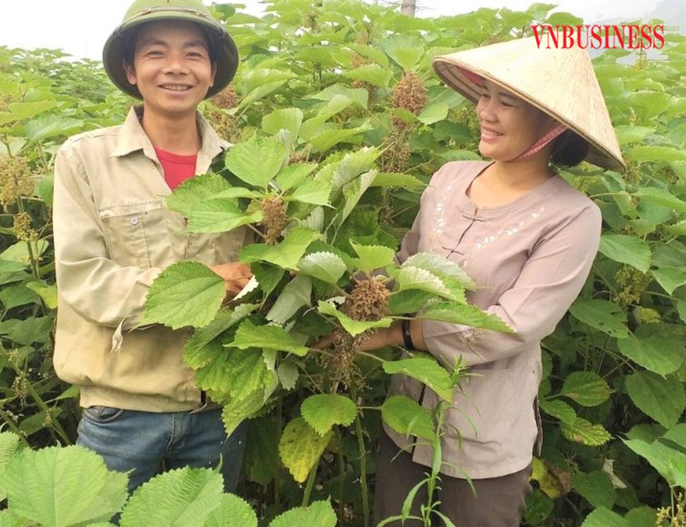 Hiệu quả của cây gai xanh bước đầu cho thấy rất cao.