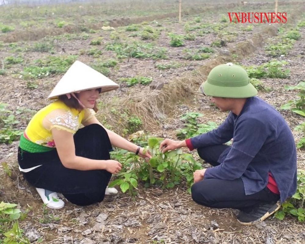 Cây gai xanh bén rễ ở Vân Hồ.