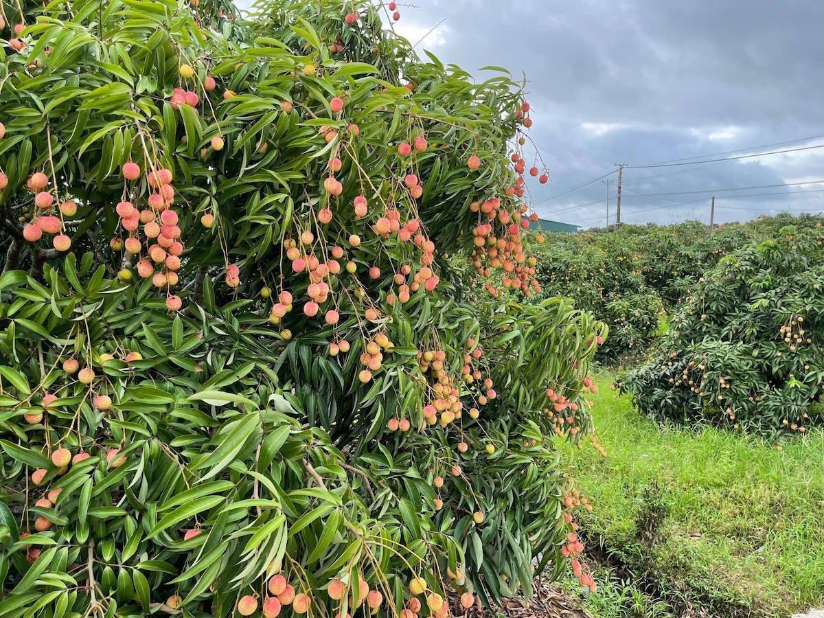 Sản lượng vải thiều Bắc Giang dự kiến tăng 15.000 tấn so với năm 2020.